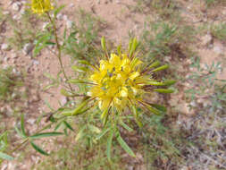 Image of Cleome lutea