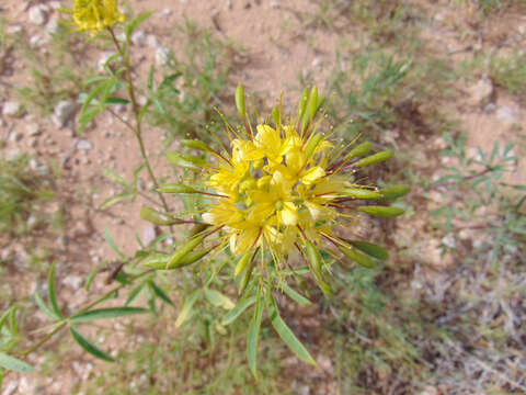 Image of Cleome lutea