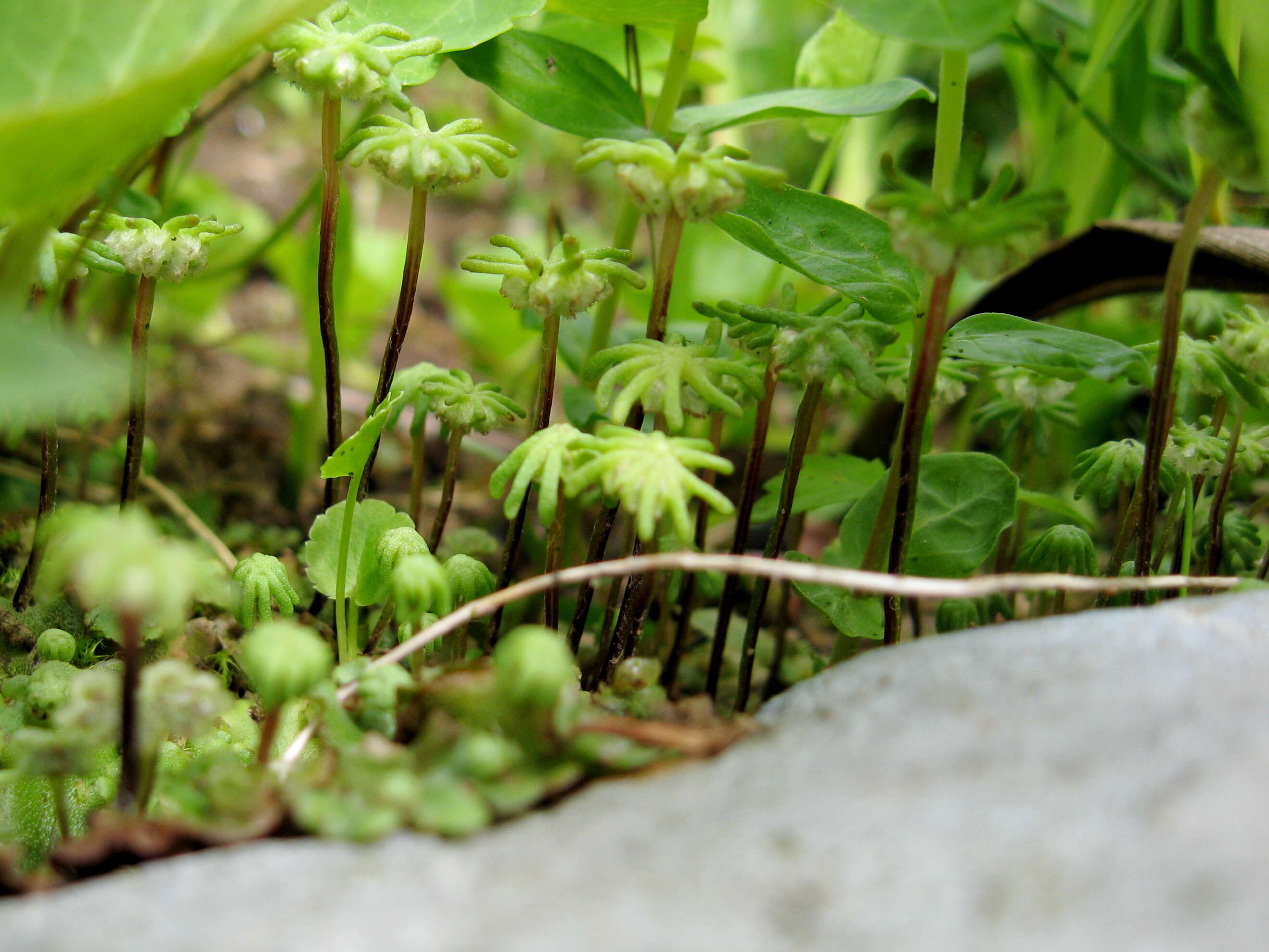 Image of common liverwort