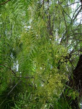 Image of Peruvian peppertree