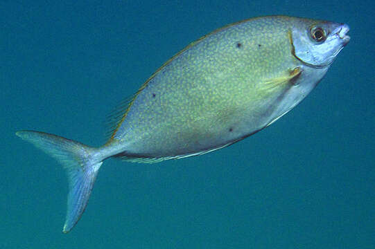 Image of Forktail rabbitfish