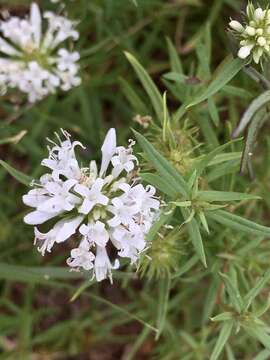 Image of Staelia thymoides Cham. & Schltdl.