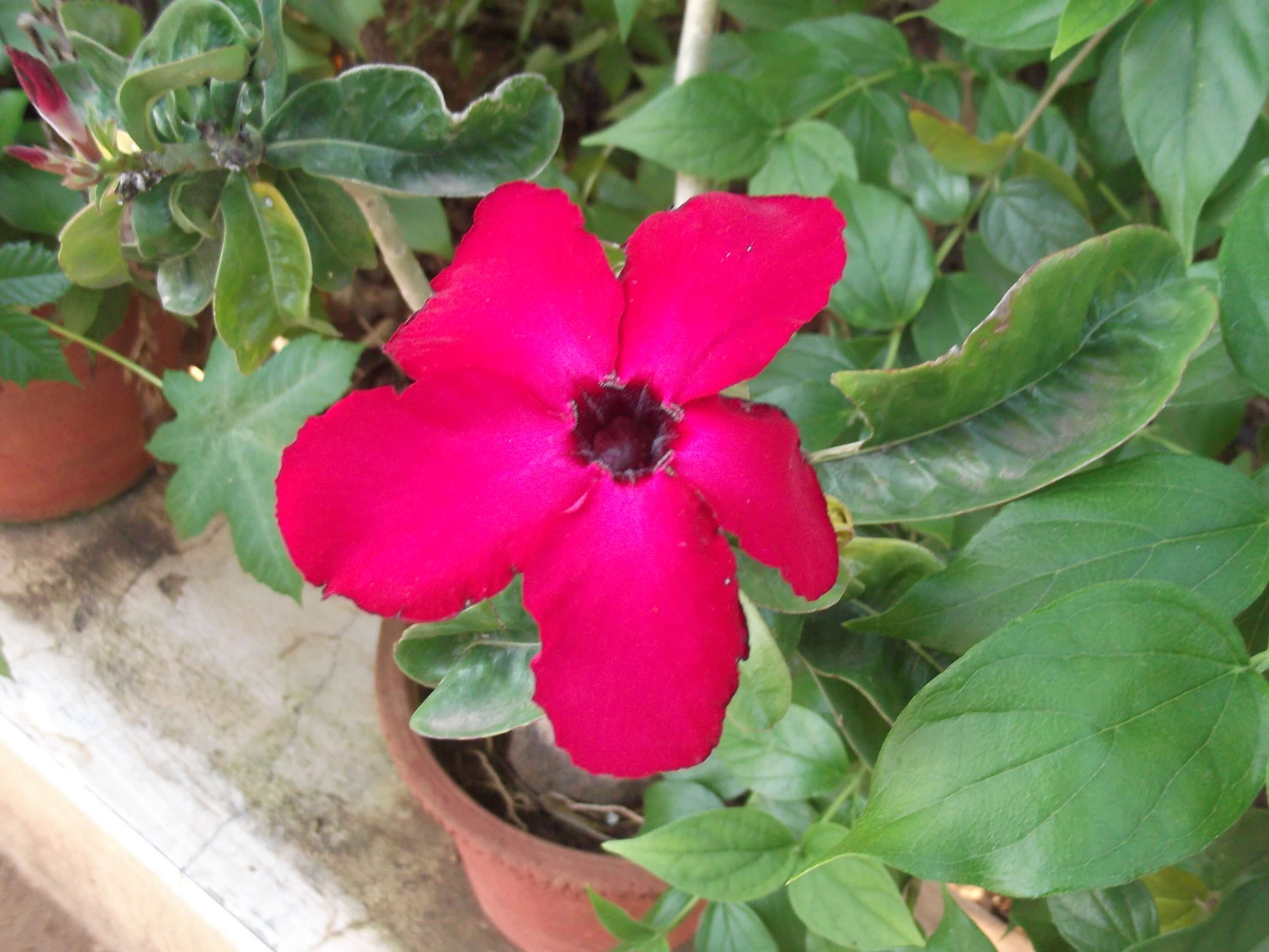 Image of Desert Rose