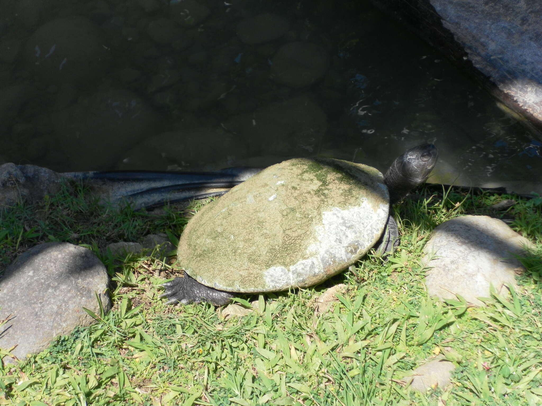 Image of Cat Island Freshwater Turtle