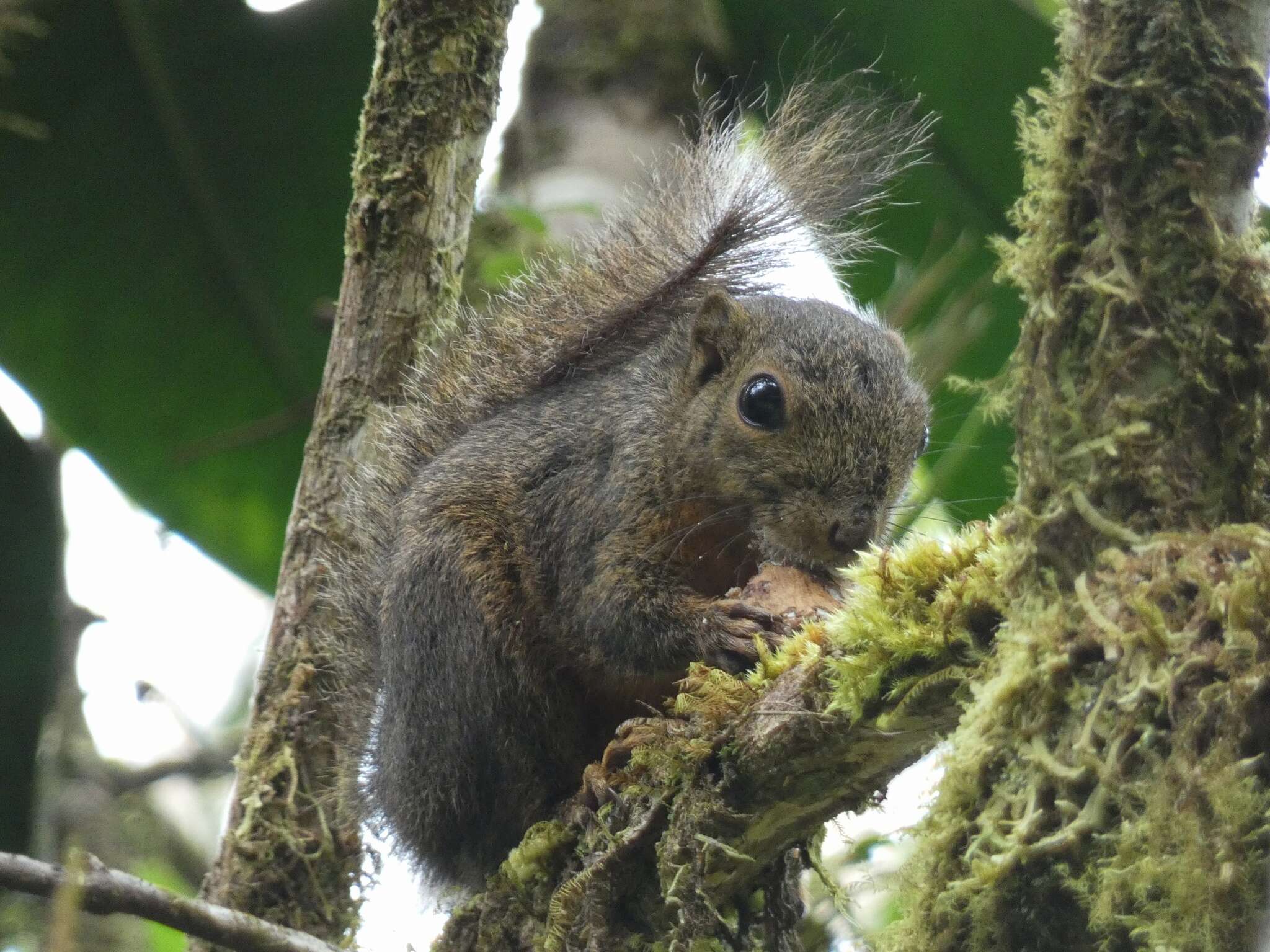 Image of Western Dwarf Squirrel