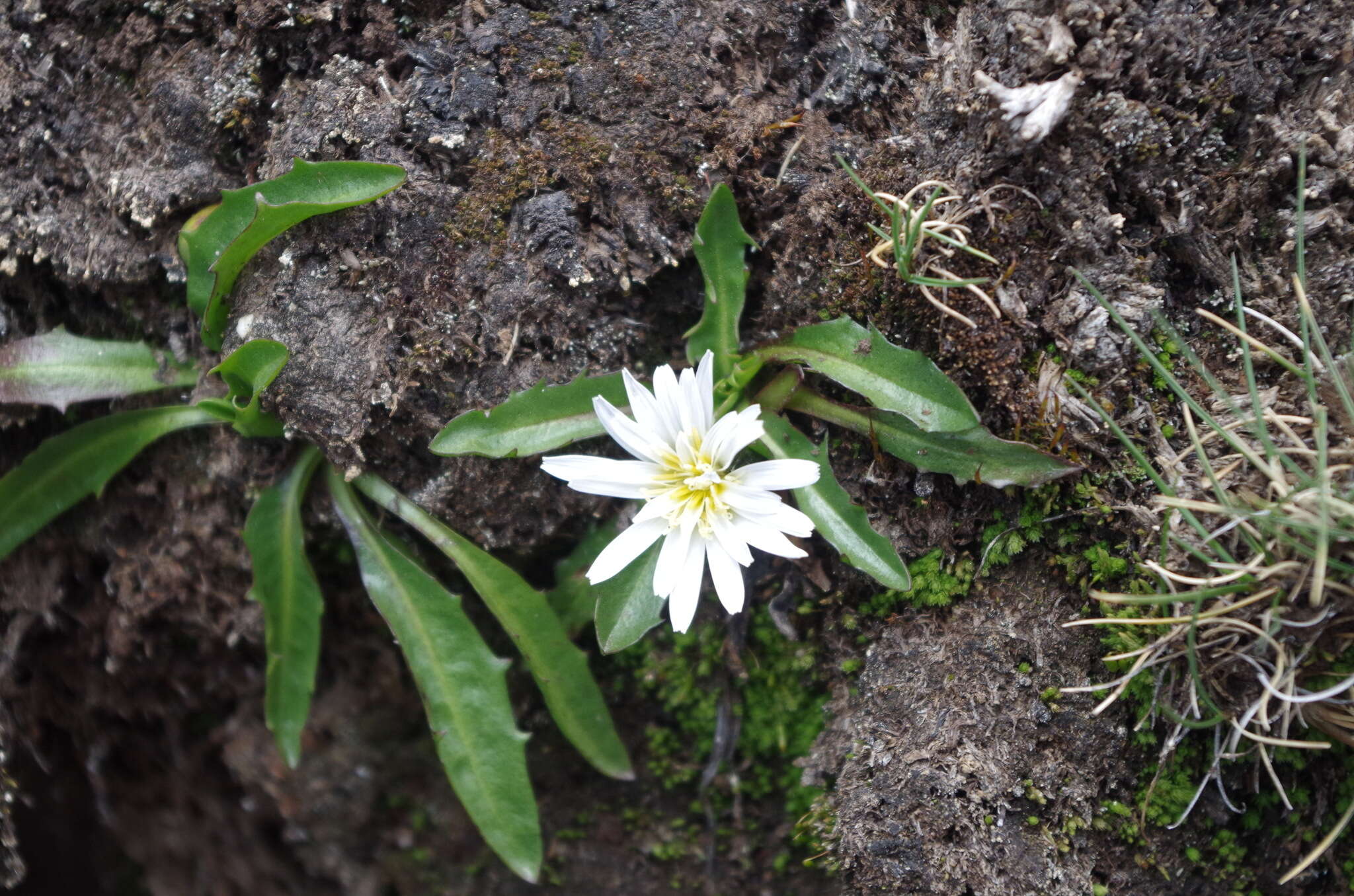 Image of Hypochaeris taraxacoides (Meyen & Walp.) Ball