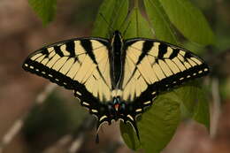 Image of Eastern Tiger Swallowtail