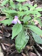 Image of sharpwing monkeyflower