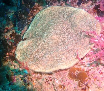 Image of wrinkle coral