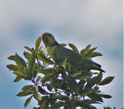 Image of Alipiopsitta Caparroz & Pacheco 2006