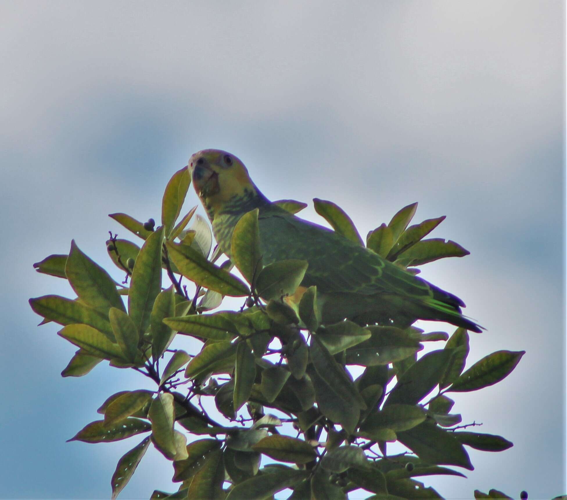 Image of Alipiopsitta Caparroz & Pacheco 2006