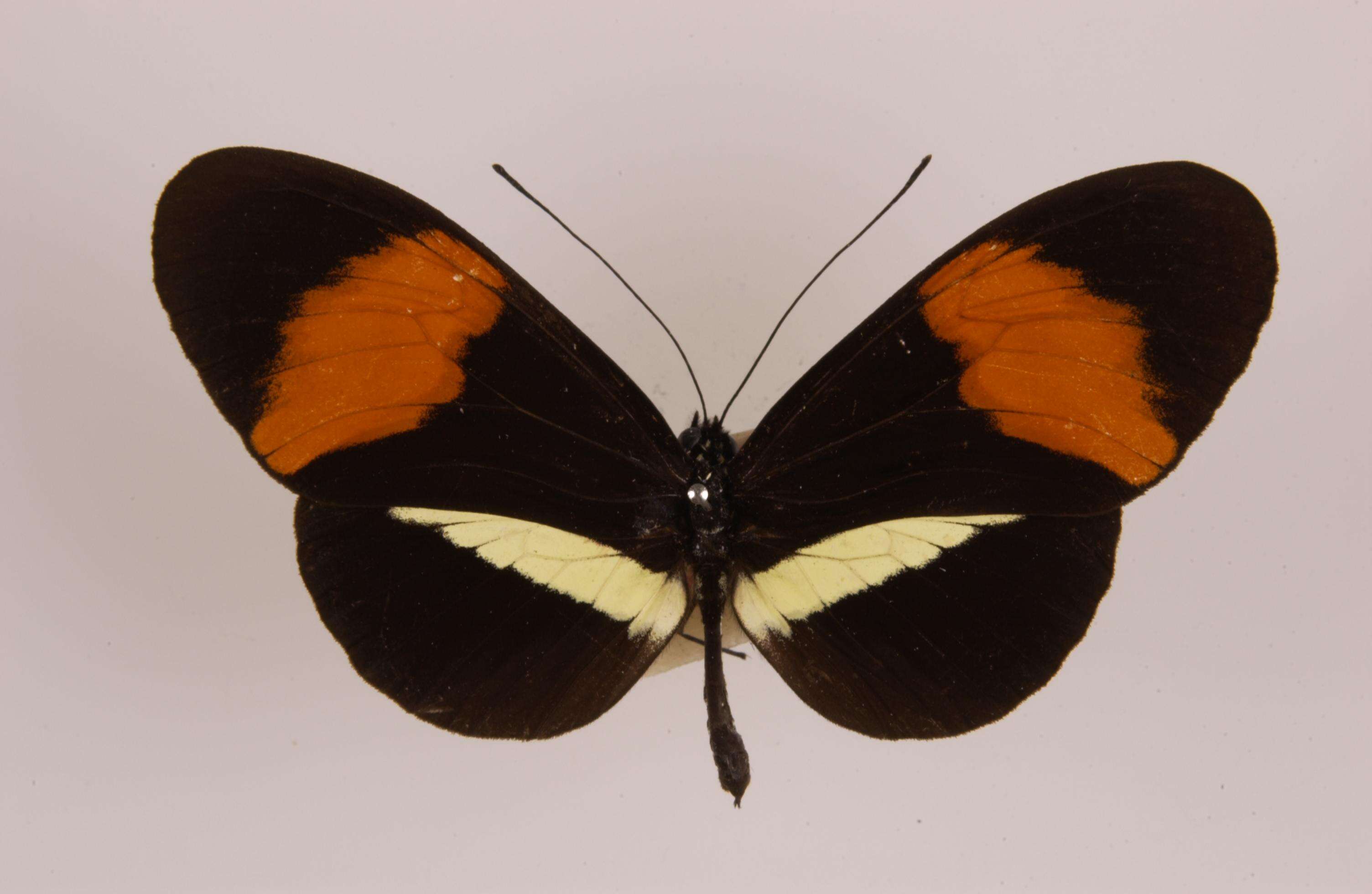 Image of Heliconius melpomene Linnaeus 1758