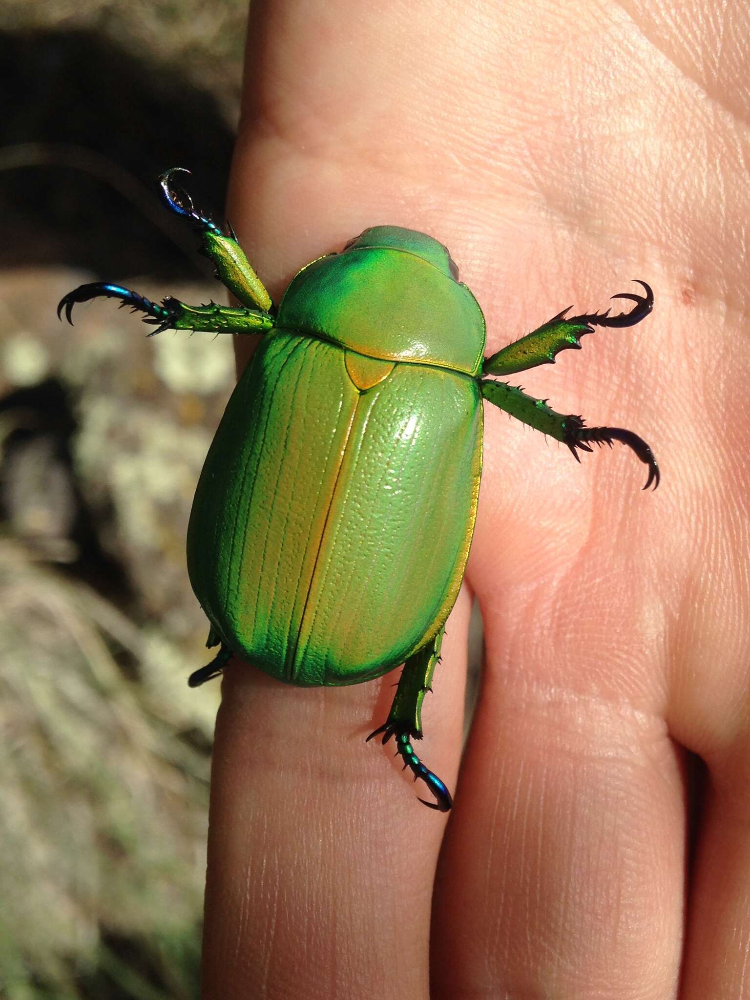 Image of Chrysina woodi (Horn 1884)