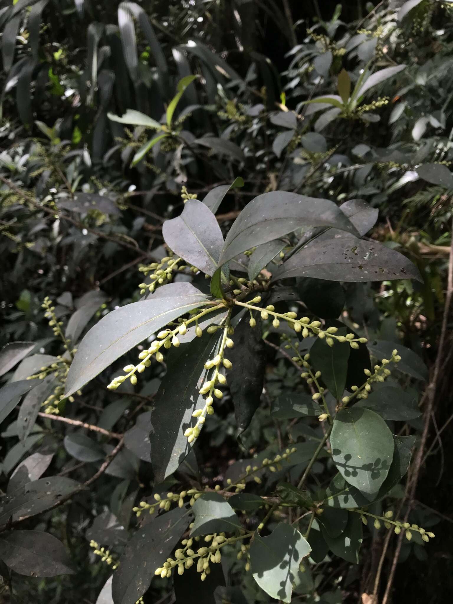 Image of Cybianthus iteoides (Benth.) G. Agostini