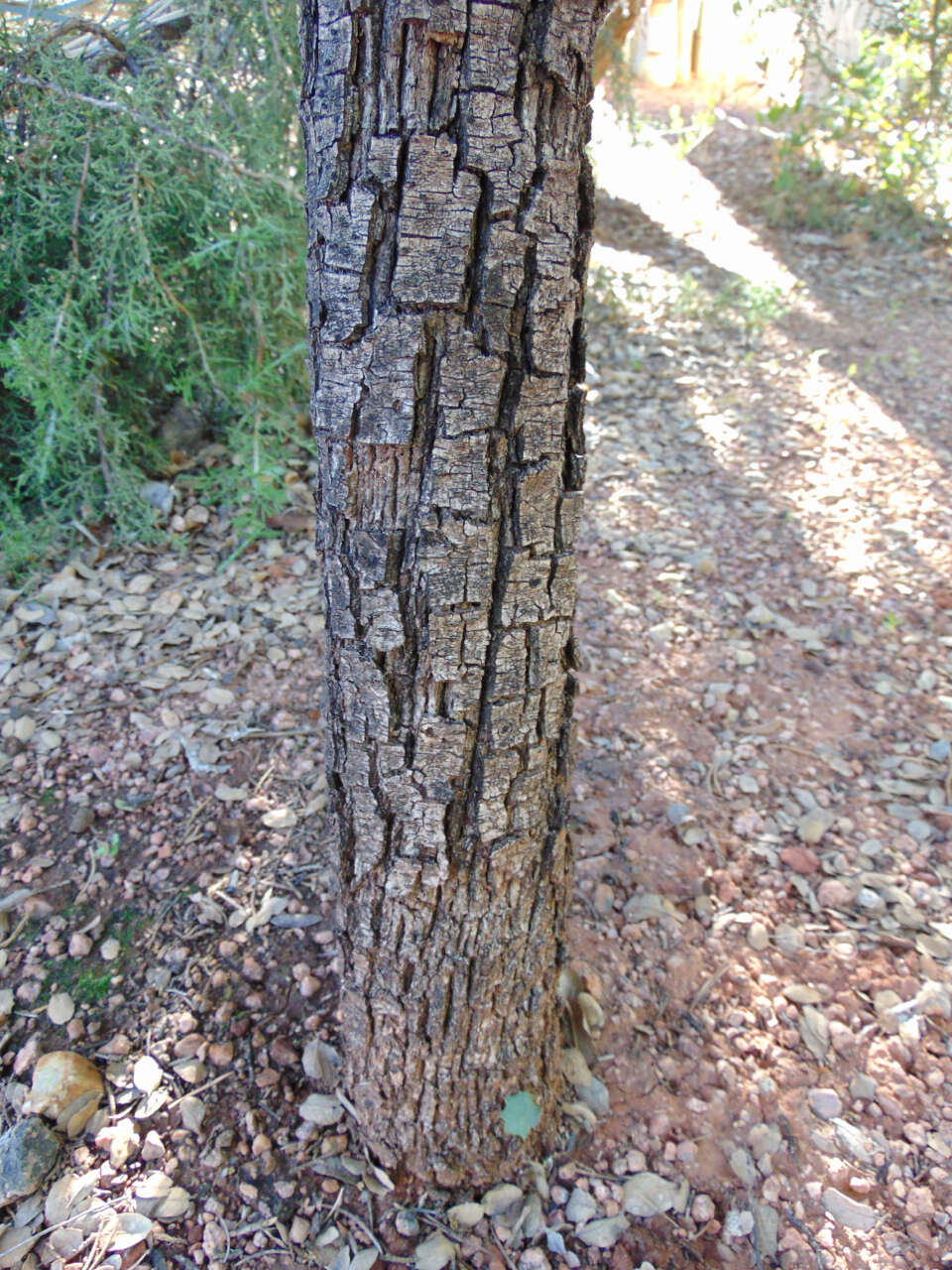 Image of Southern Live Oak