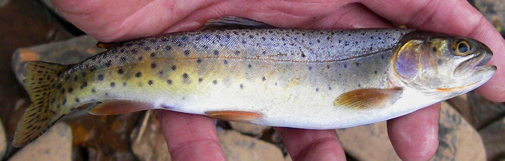 Image of cutthroat trout