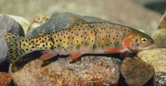 Image of cutthroat trout