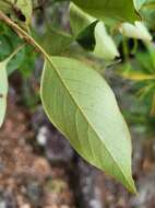 Слика од Lithocarpus taitoensis (Hayata) Hayata