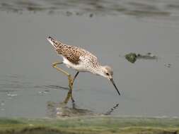 Image of Marsh Sandpiper