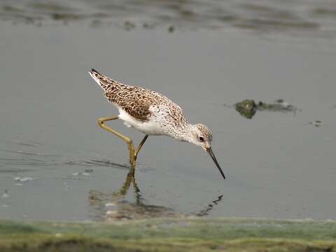 Image of Marsh Sandpiper