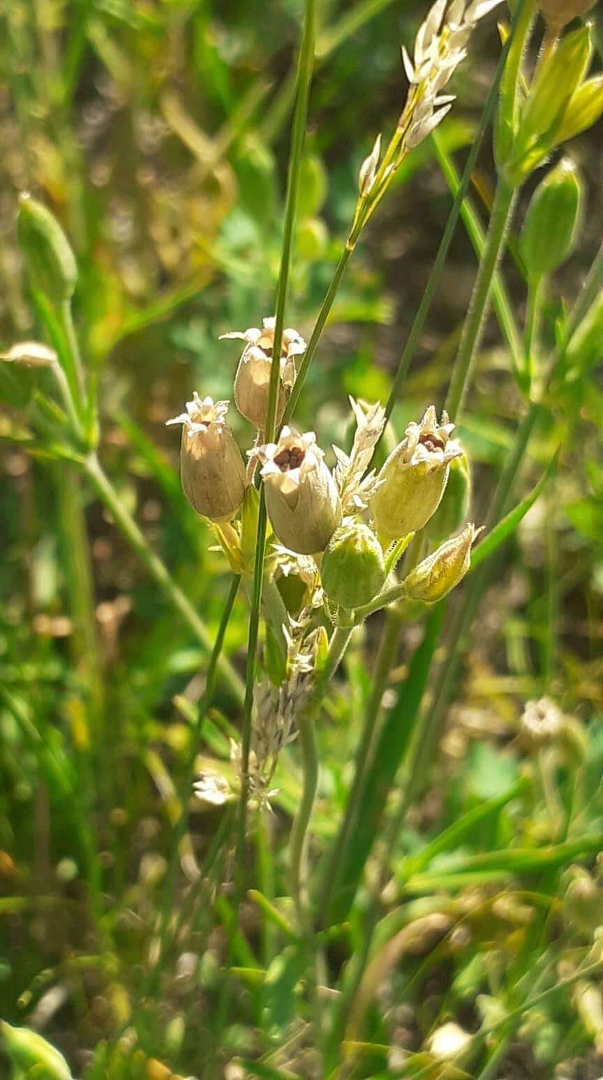 Imagem de Silene aprica Turcz. ex Fisch. & C. A. Mey.