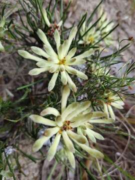 Image of Petrophile brevifolia Lindley