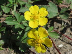 Imagem de Potentilla reptans L.