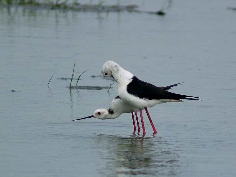 Image of Black-winged Stilt