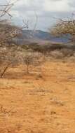 Image of Somali Ostrich