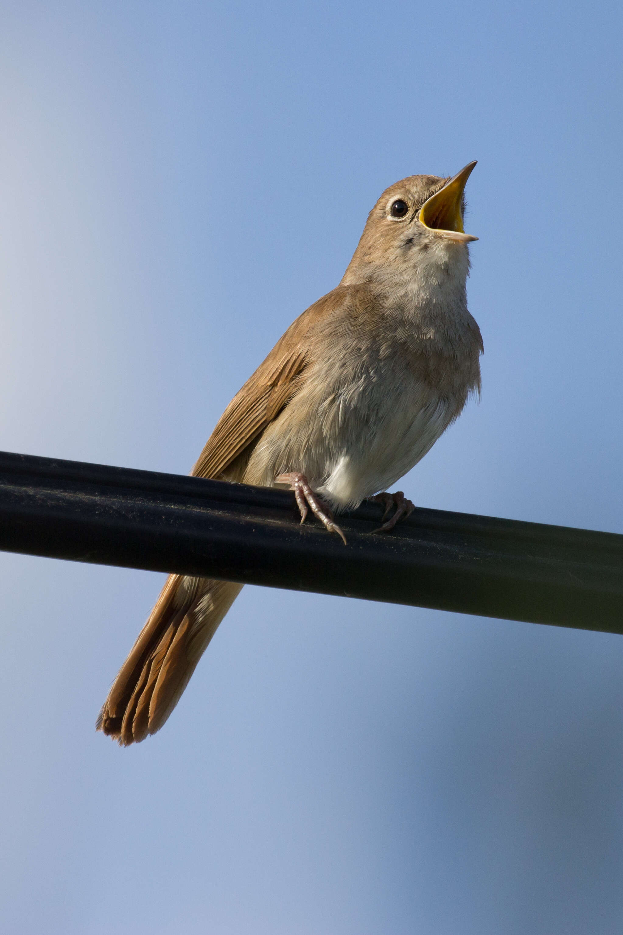 Image of nightingale, common nightingale