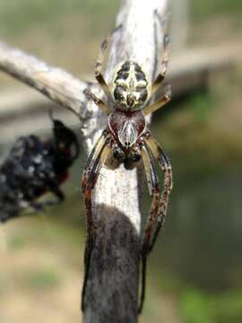 Image of Larinioides cornutus (Clerck 1757)