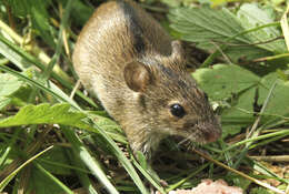 Image of Striped Field Mouse