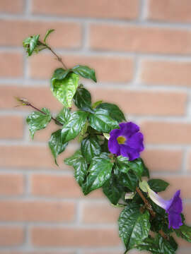 Image de Thunbergia erecta (Benth.) T. Anders.