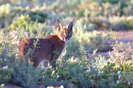 Image of Caracal caracal caracal (Schreber 1776)