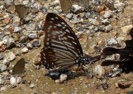 Sivun Graphium macareus (Godart 1819) kuva