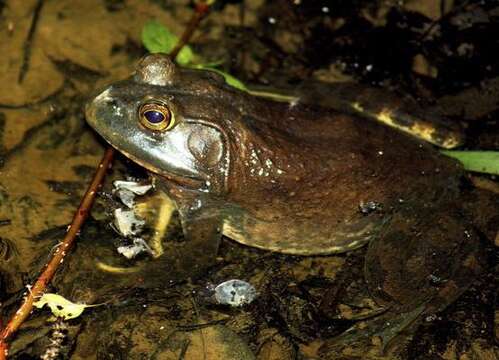 Image of American Bullfrog