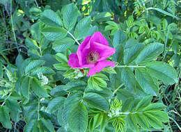 Image of japanese rose