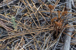 Image of Galium broomrape