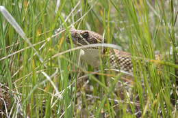 Image of Prairie Rattlesnake