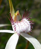 Image of Coastal white spider orchid