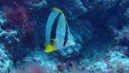 Image of Three-banded Butterflyfish