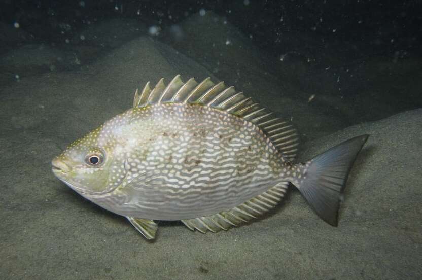Image of Blue-spotted spinefoot