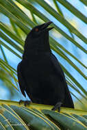 Image of White-necked Crow