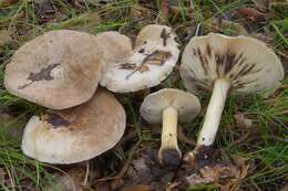 Image of Calocybe pilosella Floriani & Vizzini 2015