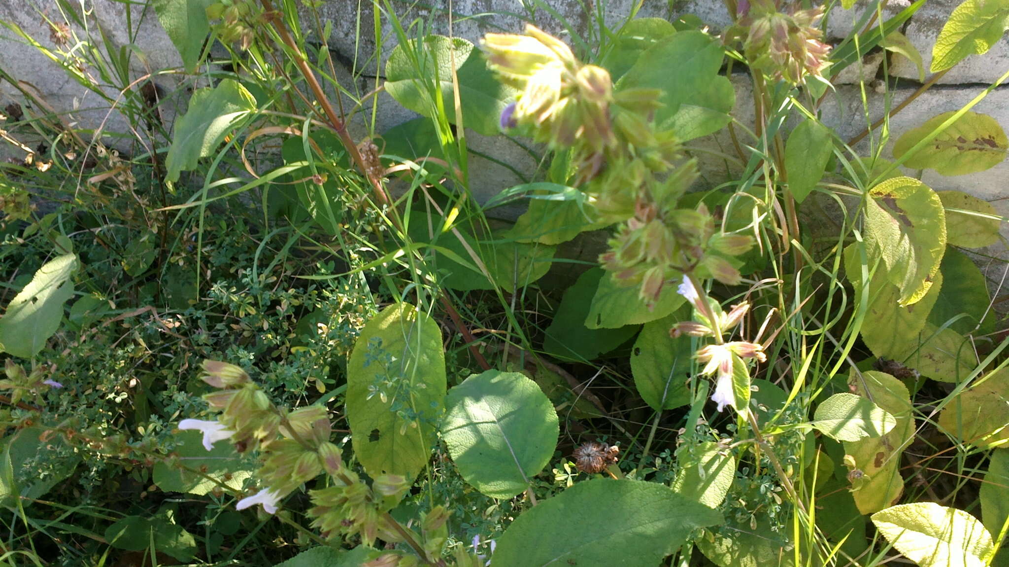 Image of Salvia tomentosa Mill.