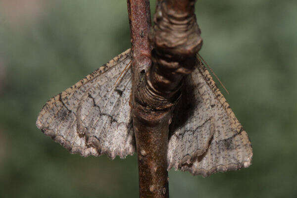 Image of Brassy Waved Umber