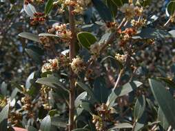 Image de Phillyrea latifolia L.