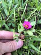 Image of Paraguayan purslane