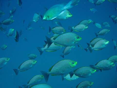 Image of Blue-spotted spinefoot