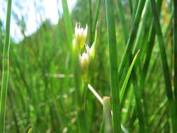 Image of sharp-flowered rush